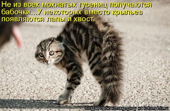 Лучшие котоматрицы недели