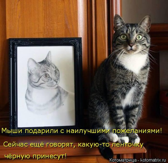 Лучшие котоматрицы недели