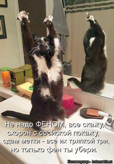 Лучшие котоматрицы недели