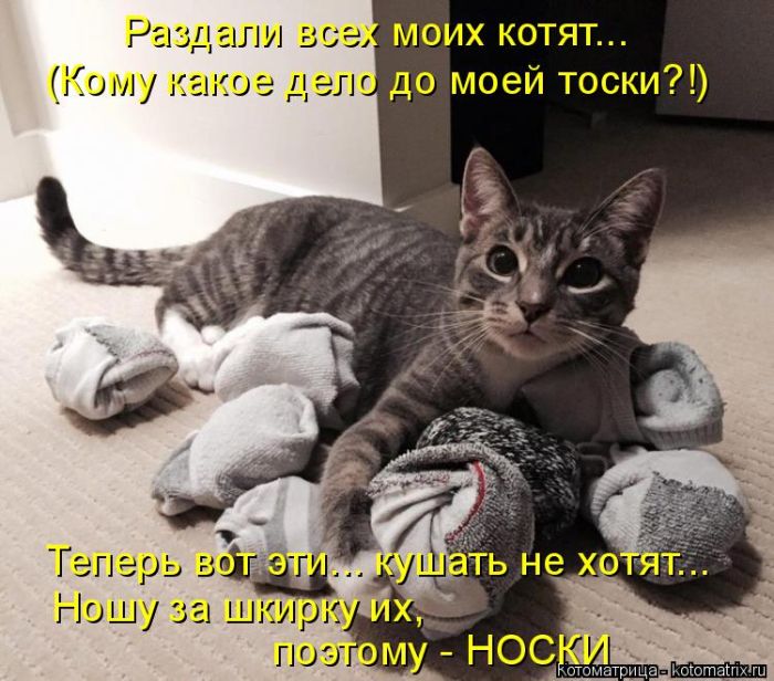 Лучшие котоматрицы недели