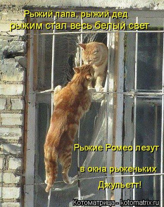 Лучшие котоматрицы недели