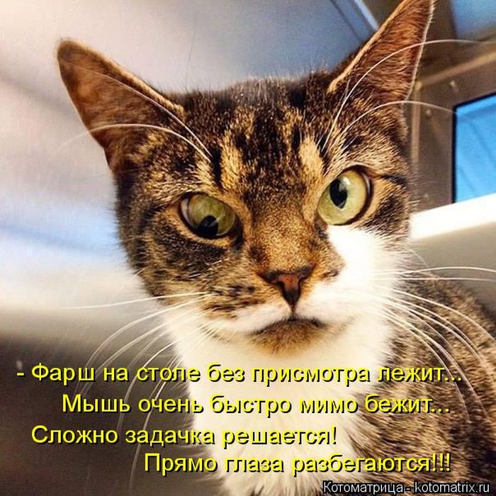 Лучшие котоматрицы недели