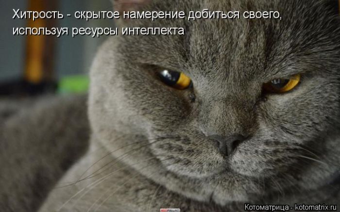 Лучшие котоматрицы недели
