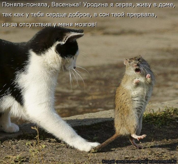Лучшие котоматрицы недели