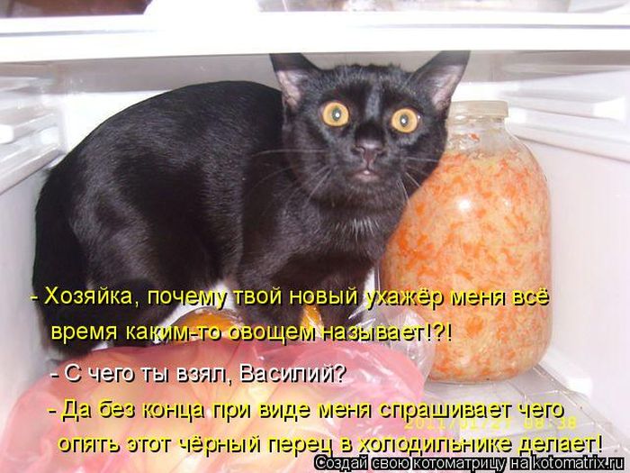 Лучшие котоматрицы недели
