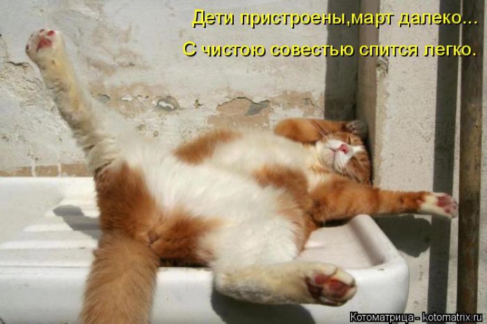 Лучшие котоматрицы недели