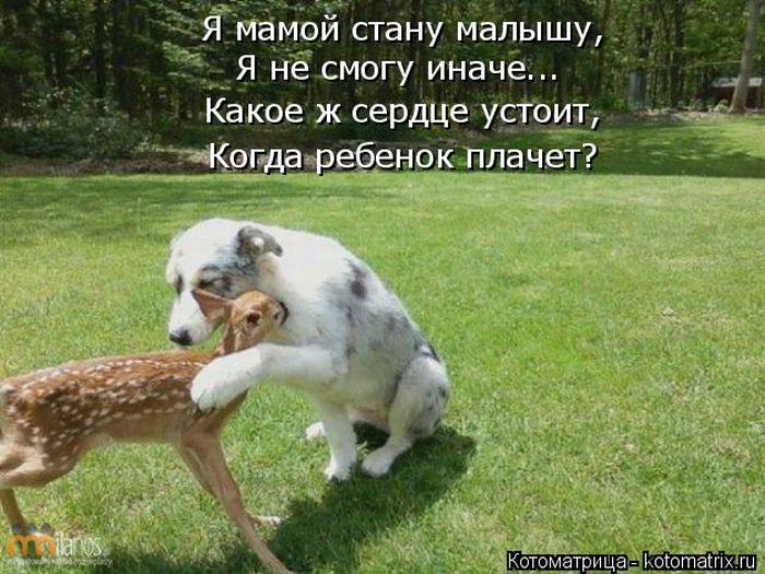 Лучшие котоматрицы недели