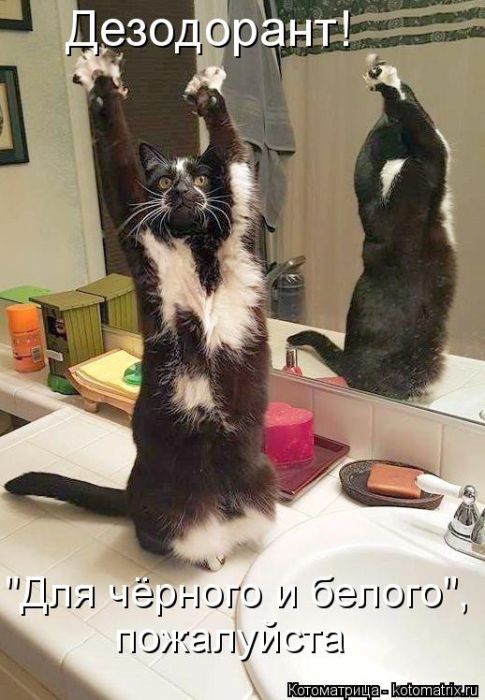 Лучшие котоматрицы недели
