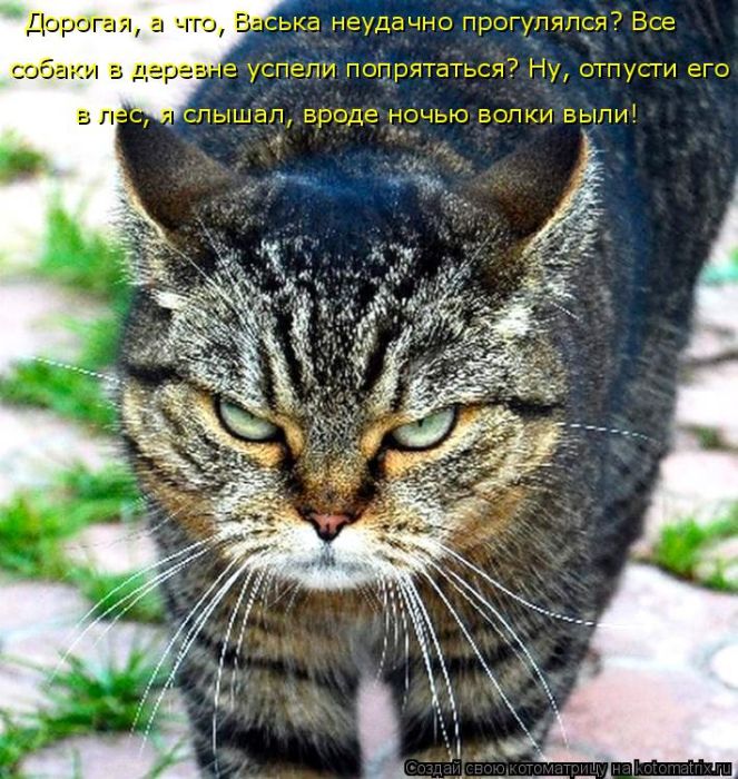 Лучшие котоматрицы недели
