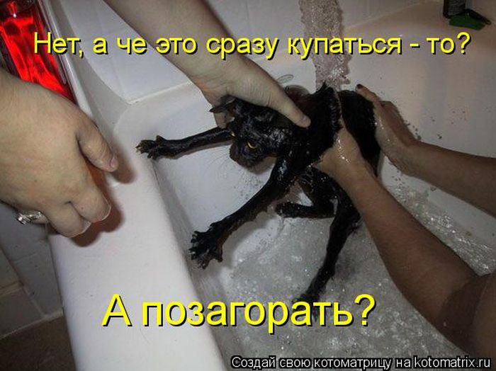 Лучшие котоматрицы недели