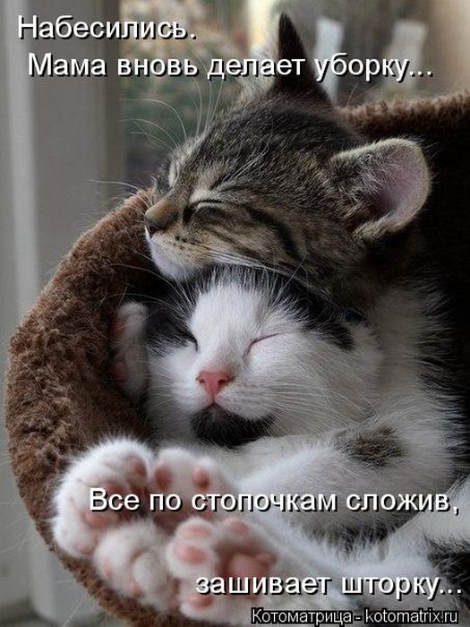 Лучшие котоматрицы недели