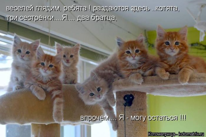 Лучшие котоматрицы недели
