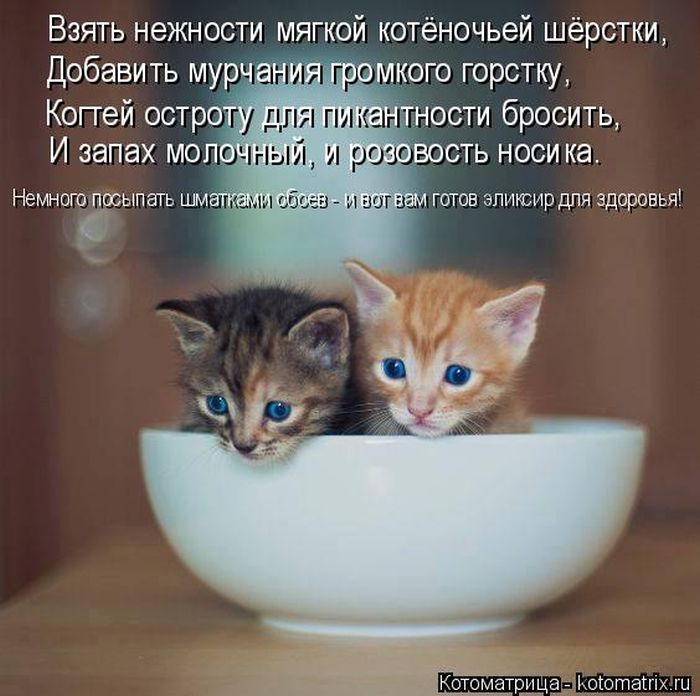 Лучшие котоматрицы недели
