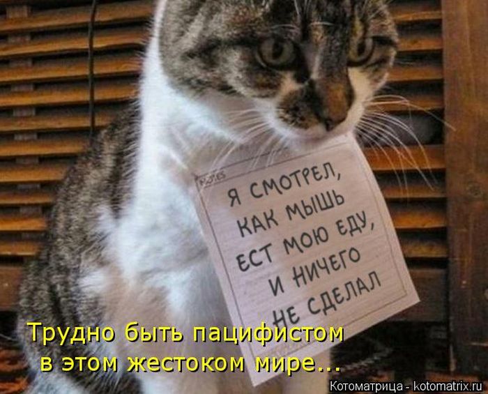 Лучшие котоматрицы недели
