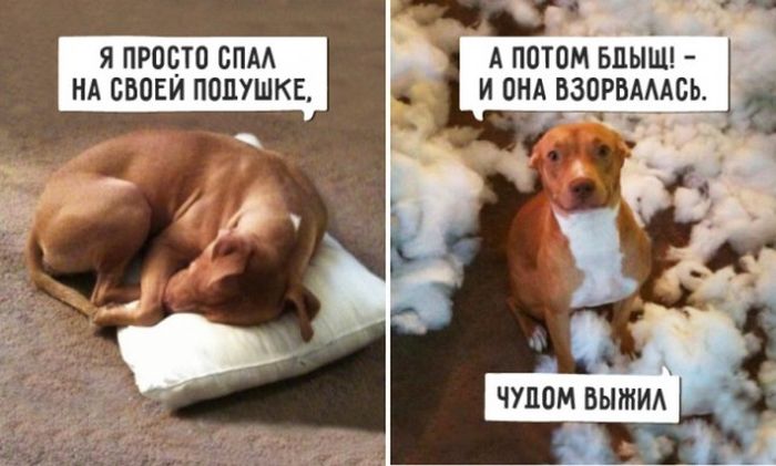 Прикольные картинки