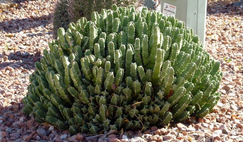 7 самых опасных растений мира 7 самых опасных растений мира