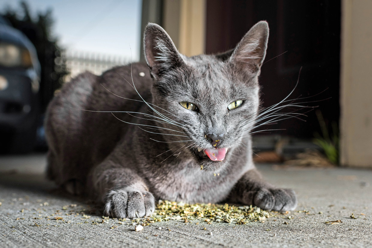 Наркотики для кошек Наркотики для кошек