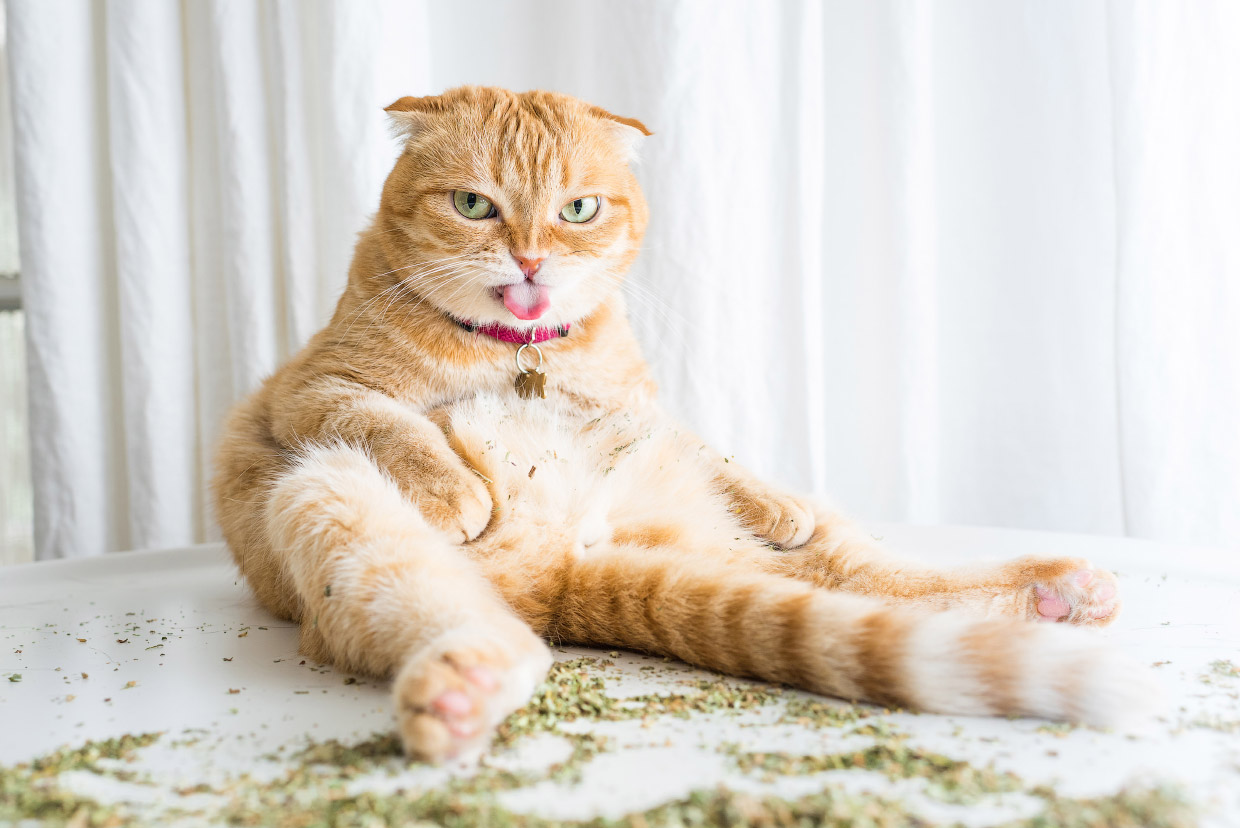 Наркотики для кошек Наркотики для кошек