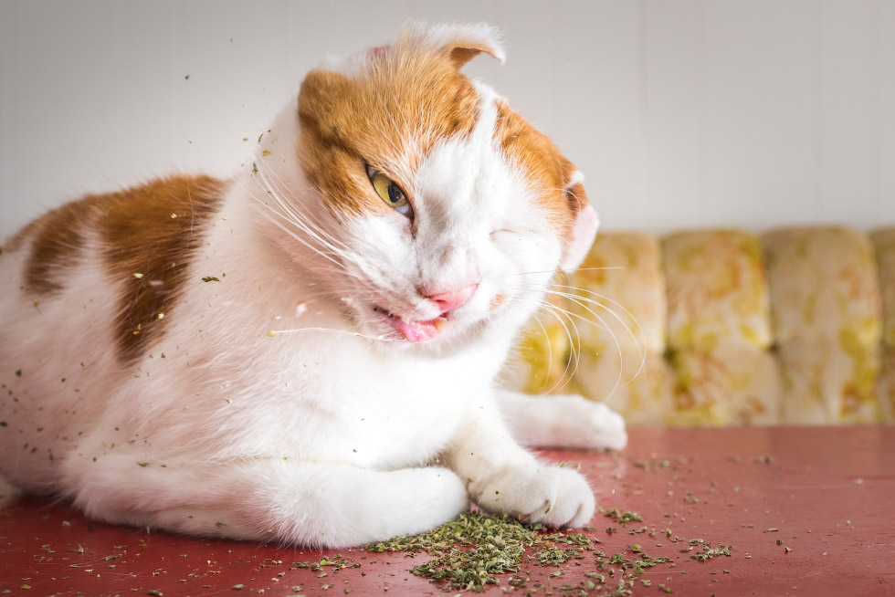 Наркотики для кошек Наркотики для кошек