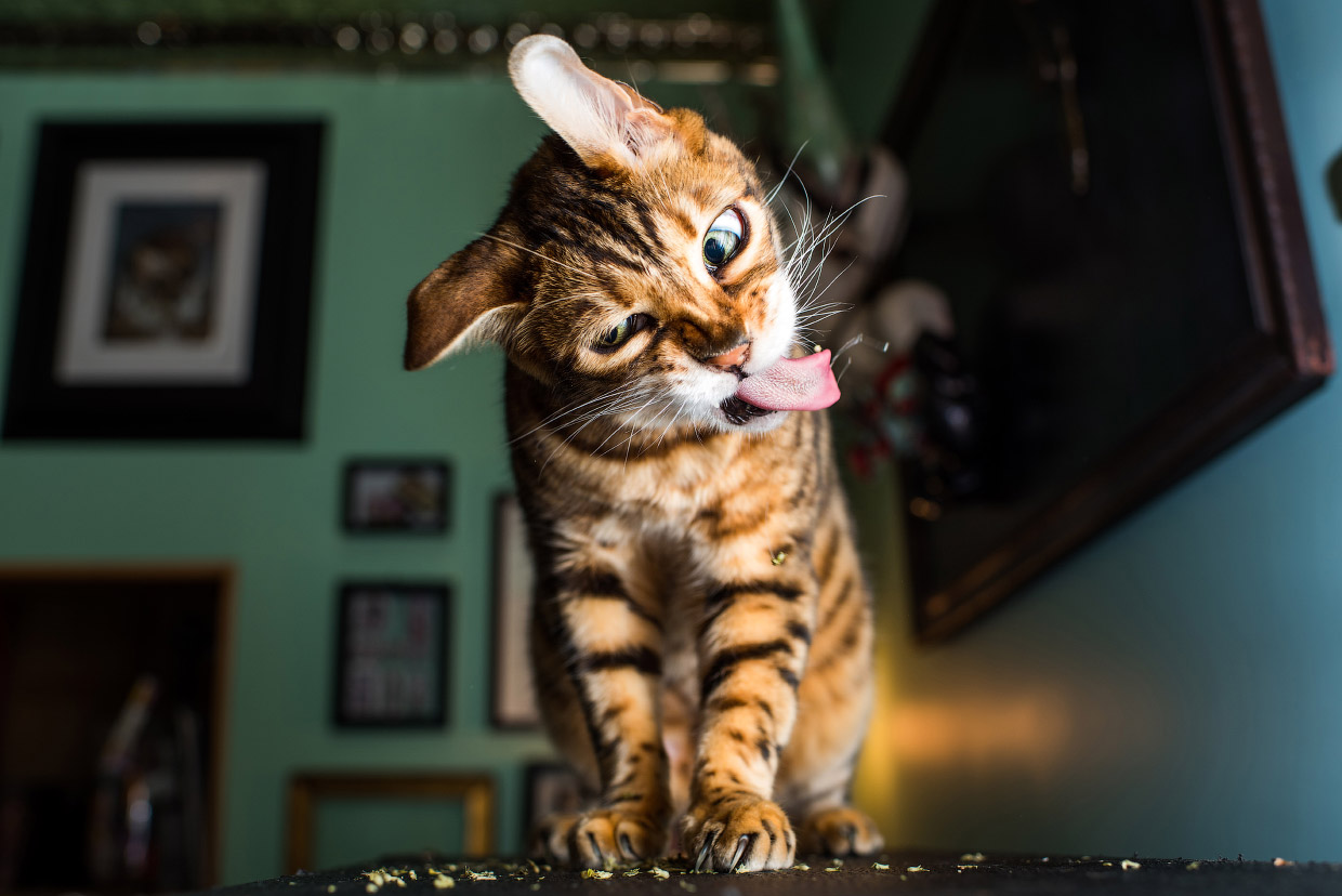 Наркотики для кошек Наркотики для кошек
