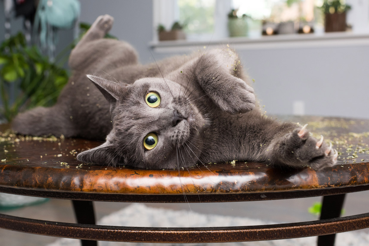 Наркотики для кошек Наркотики для кошек