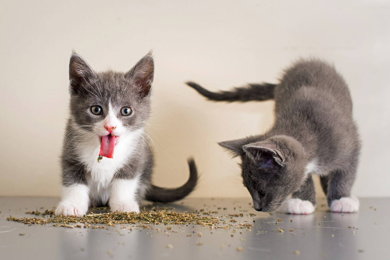Наркотики для кошек Наркотики для кошек