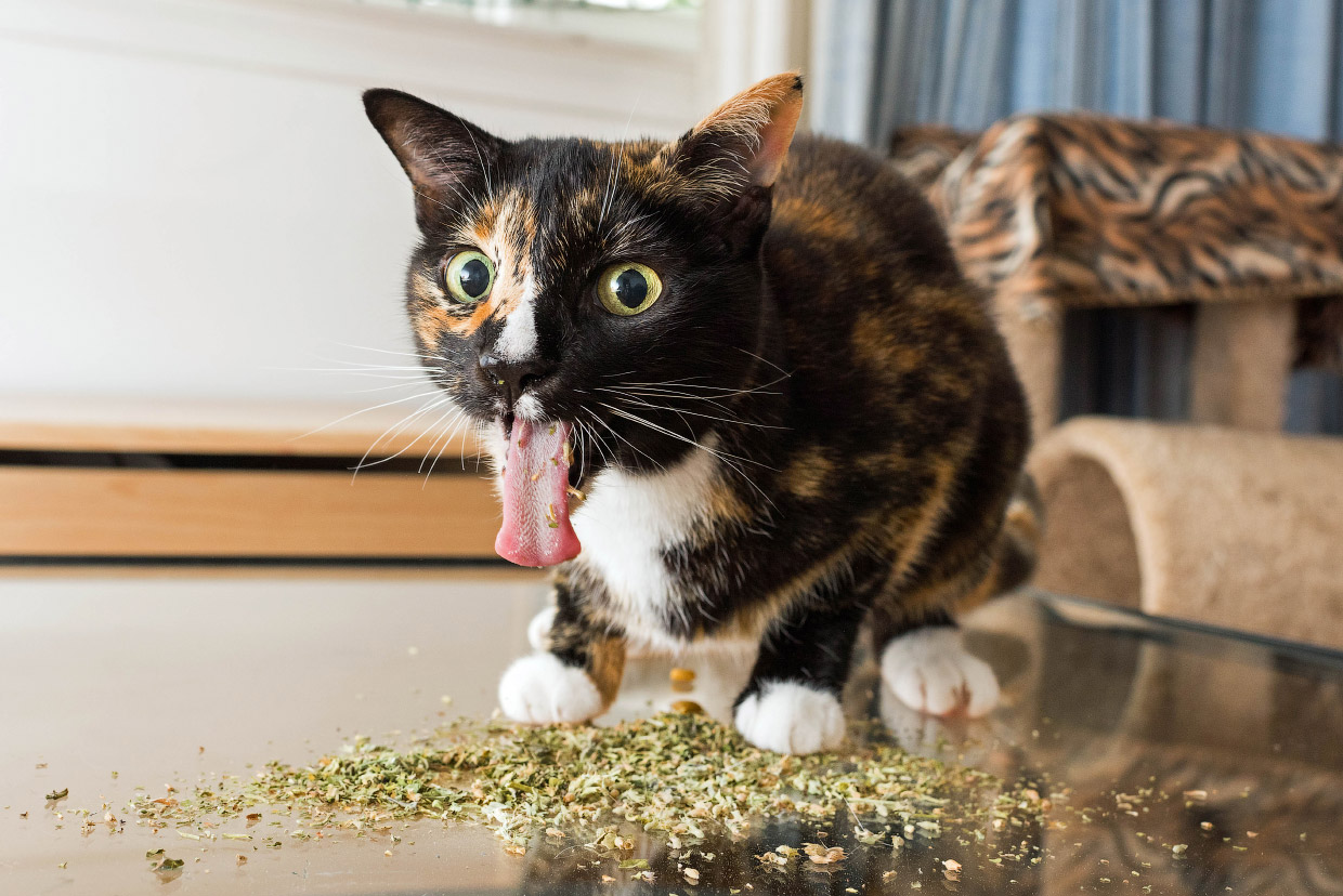 Наркотики для кошек Наркотики для кошек