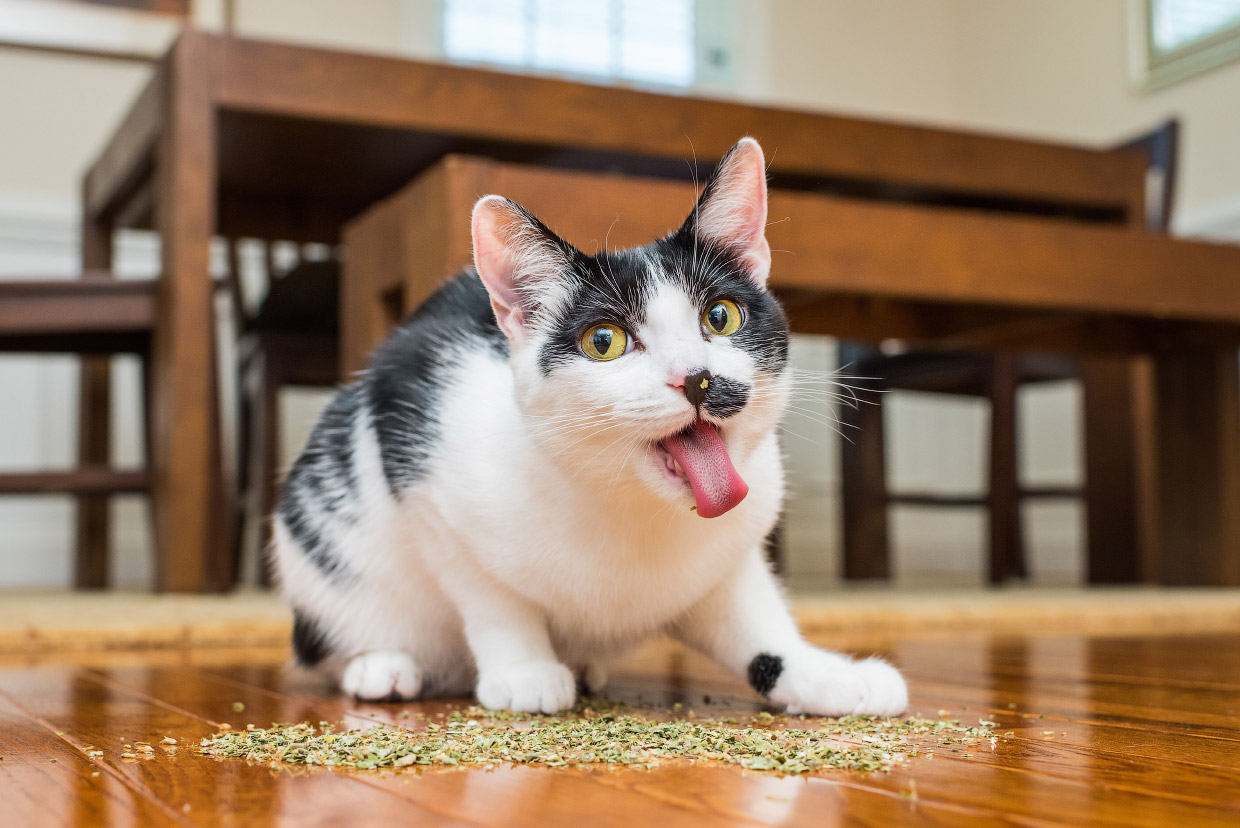Наркотики для кошек Наркотики для кошек