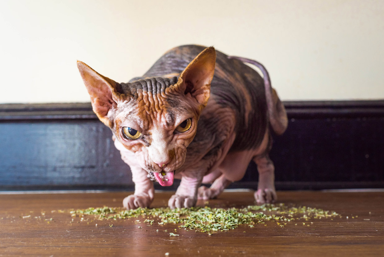 Наркотики для кошек Наркотики для кошек
