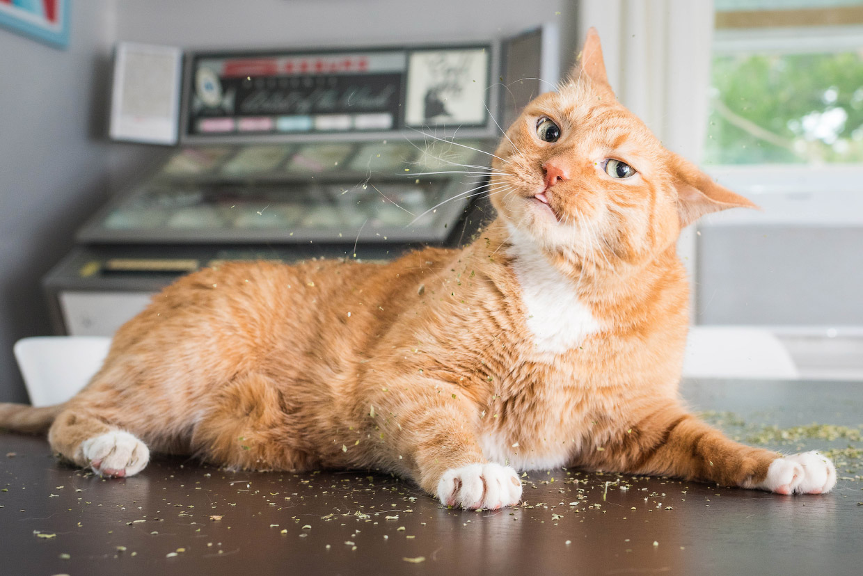 Наркотики для кошек Наркотики для кошек