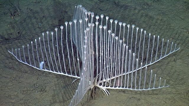 Невероятные обитатели морских глубин Невероятные обитатели морских глубин
