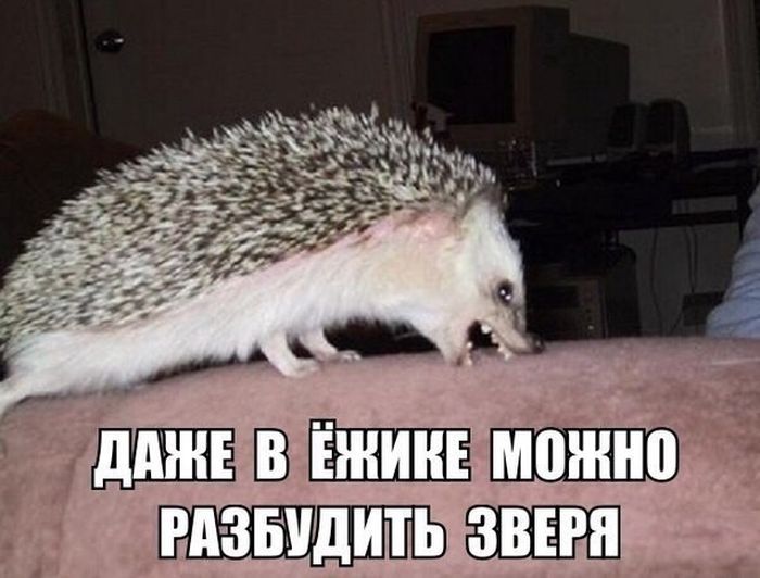 Прикольные картинки