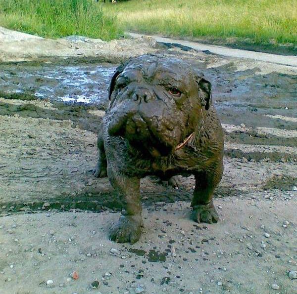 Прикольные картинки