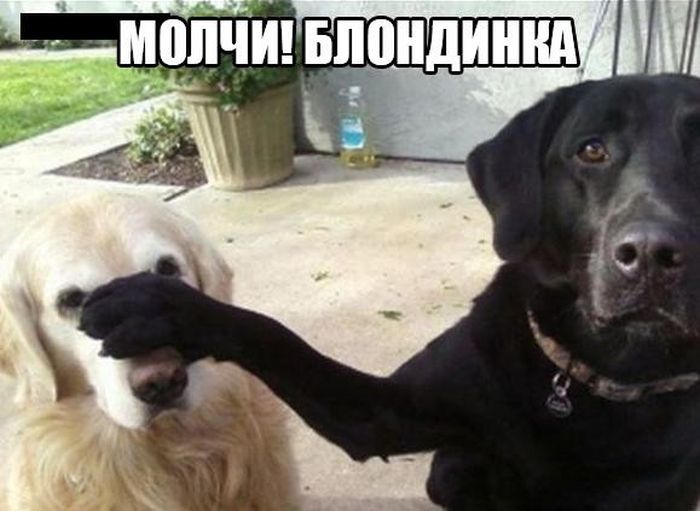 Прикольные картинки