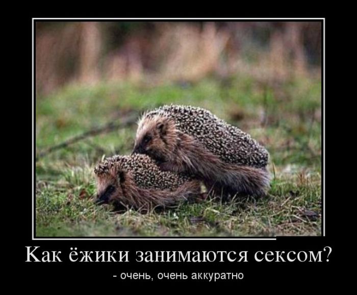 Демотиваторы