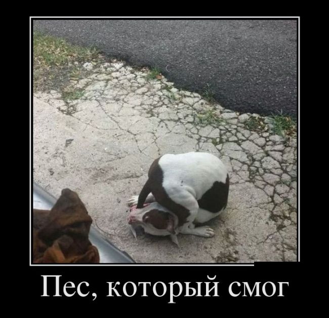Демотиваторы