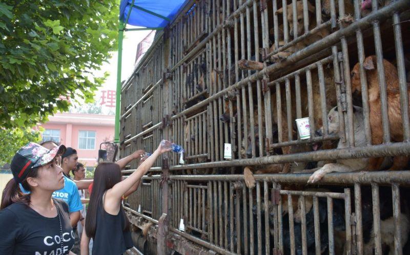 Активисты задержали грузовик с четырьмя сотнями собак, направлявшийся на скотобойню