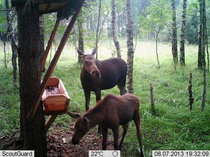 Подборка интересных снимков, сделанных фотоловушками