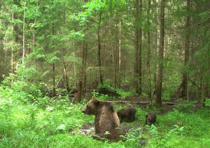 Подборка интересных снимков, сделанных фотоловушками