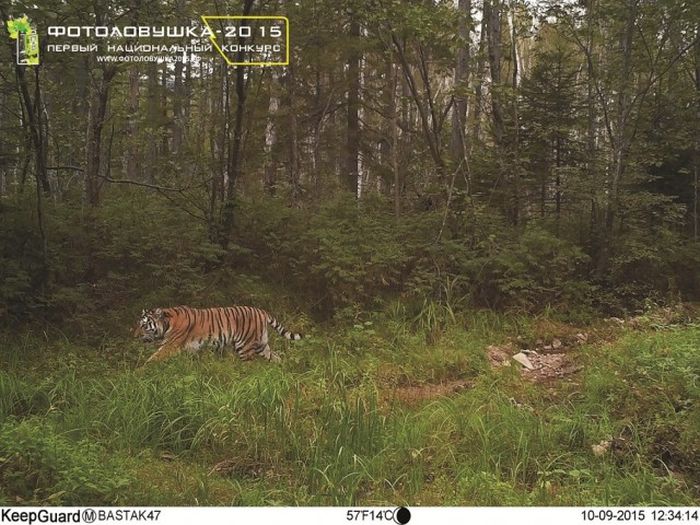 Подборка интересных снимков, сделанных фотоловушками