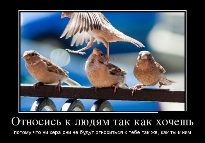 Демотиваторы