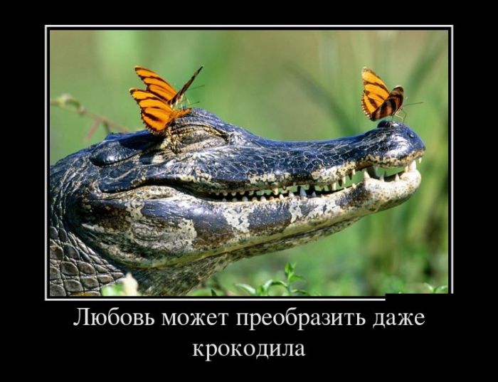 Демотиваторы