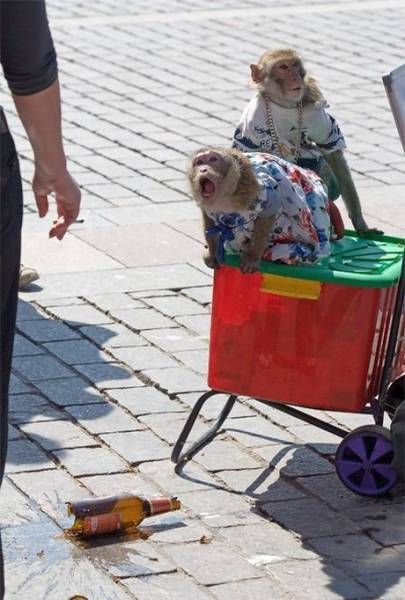 Прикольные картинки