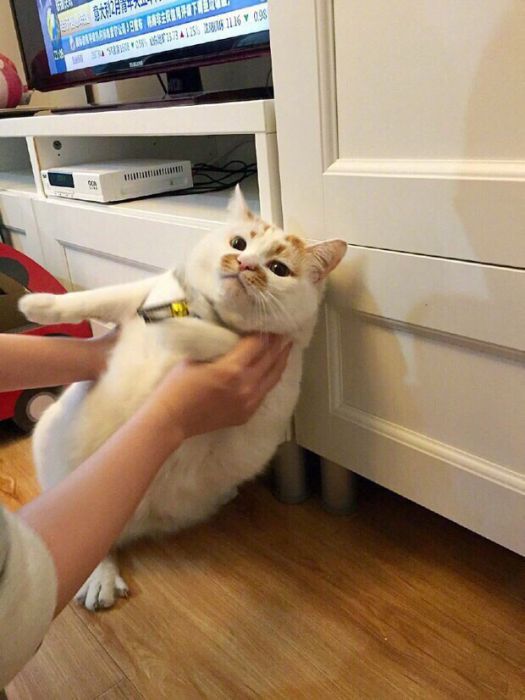 Ленивая обожравшаяся кошка