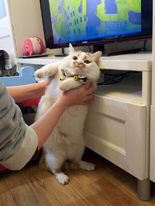 Ленивая обожравшаяся кошка