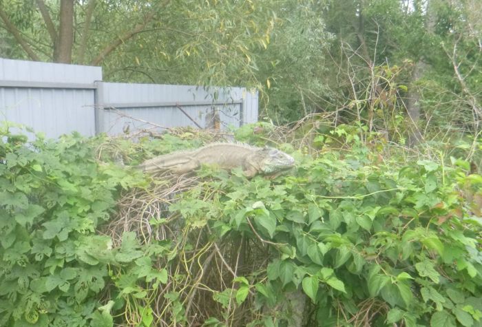 В Киевской области поймали сбежавшую игуану