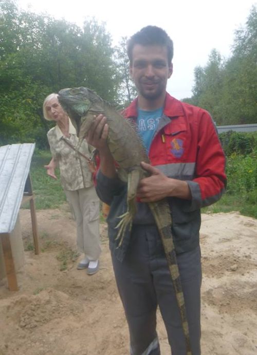 В Киевской области поймали сбежавшую игуану