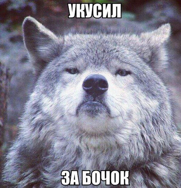 Порция картинок