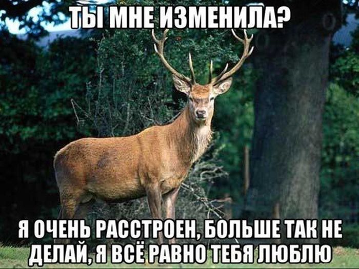 Порция картинок
