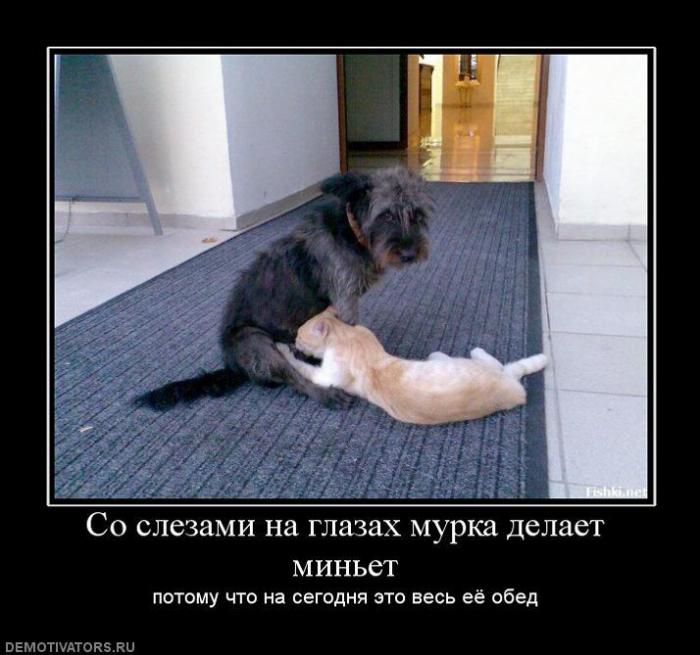 Демотиваторы (70 фото)